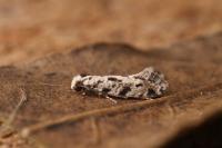 Nemapogon nevadellus