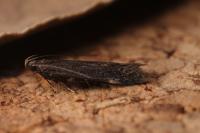 Aproaerema anthyllidella