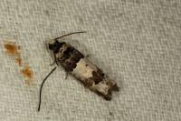 Epinotia thapsiana