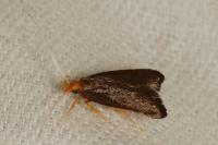 Eurodachtha pallicornella