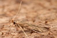 Metzneria lappella