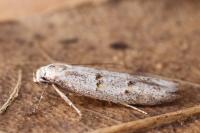 Symmocoides oxybiella