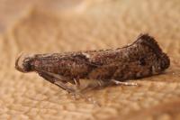 Acrolepiopsis