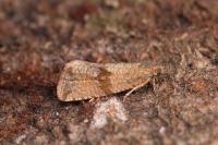 Celypha striana