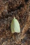 Tortrix viridana