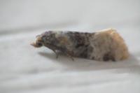 Cochylis nana