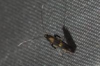 Euspilapteryx auroguttella