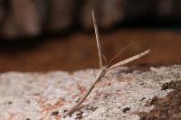 Agdistis
