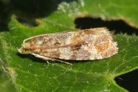 Lobesia reliquana
