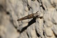 Zelleria oleastrella
