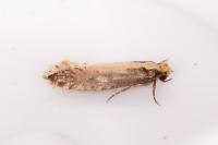 Monopis crocicapitella