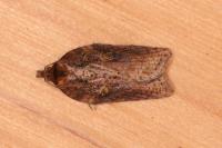 Acleris hastiana