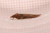 Acleris hastiana