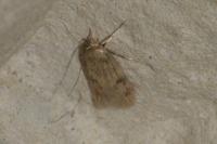 Borkhausenia nefrax