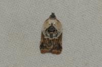 Acleris variegana