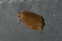 Archips rosana