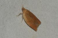 Clepsis consimilana
