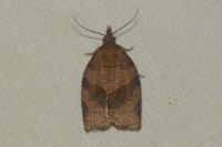 Pandemis dumetana