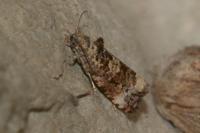 Endothenia gr. gentianaeana