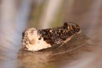Hedya nubiferana