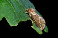 Korscheltellus lupulinus