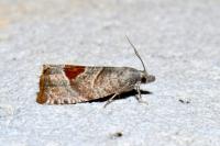 Notocelia uddmanniana