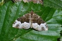 Tortrix viridana