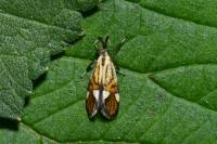 Alabonia geoffrella