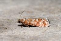 Rhyacionia pinivorana