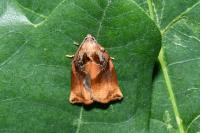 Archips podana