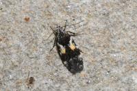 Teleiodes luculella