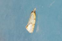 Agapeta hamana