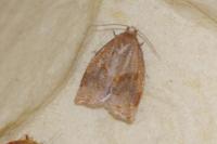 Archips rosana