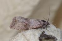 Celypha striana