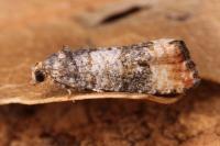 Piniphila bifasciana