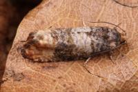 Piniphila bifasciana