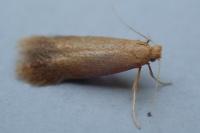 Tischeria