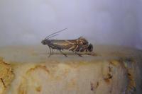 Glyphipterix simpliciella