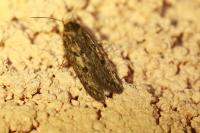Hofmannophila pseudospretella