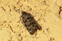 Retinia resinella