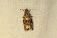 Celypha lacunana