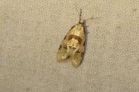 Aethes cnicana/rubigana