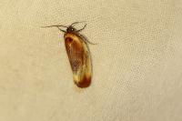 Eulia ministrana