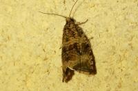 Celypha lacunana