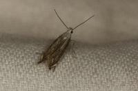 Isophrictis
