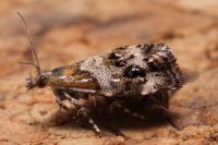 Tebenna micalis