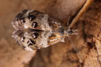 Tebenna micalis