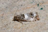 Notocelia trimaculana