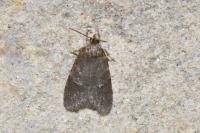 Luquetia lobella