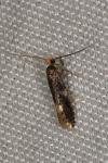 Monopis weaverella